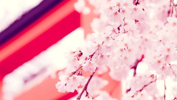 品牌纷纷上线樱花季限定，樱花营销到底该怎么玩？
