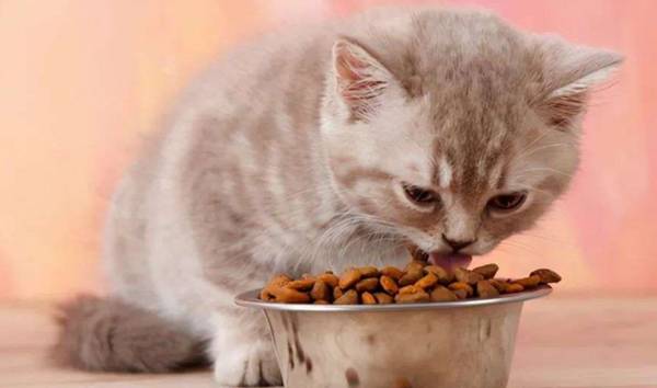 信元有“毒”，国产猫粮尚能信否？