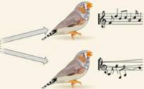 加州大学华人博士团队训练AI模仿鸟儿唱歌，实时「意念-语音转换」，想什么就唱什么！