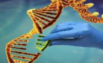 医学新突破、基因编辑成功阻断新冠病毒传播，基因编辑概念股可关注