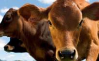 龙江和牛完成A股上市辅导，肉牛制品年加工能力达8000吨
