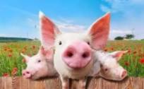 农业农村部召开常务会议、研究部署稳定生猪产能，猪肉概念股可关注