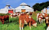 大庄园集团完成沪主板上市辅导，为目前国内最大的牛羊肉全产业链产品制造和提供商